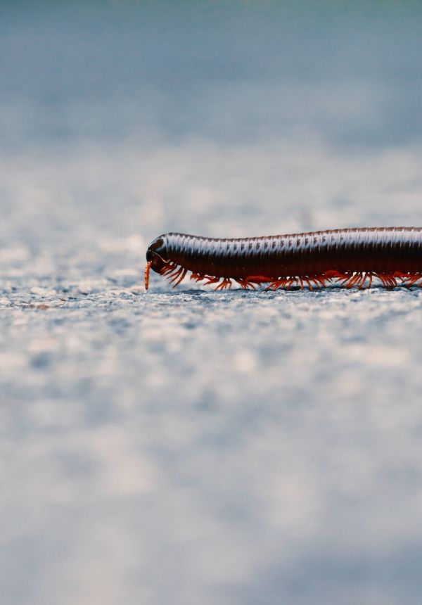 millipede.jpg